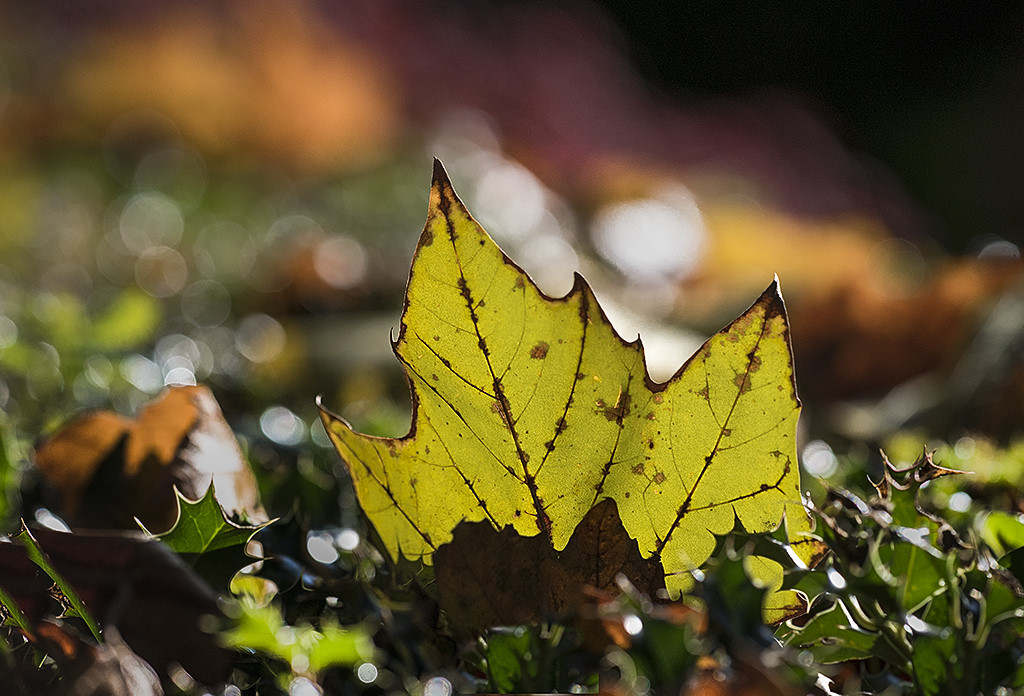 4711 WTL ZooviertelKA7_6764 als Smartobjekt-1 Kopie.JPG